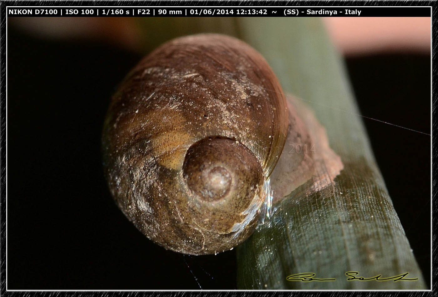 Ricerca Limax in Sardegna